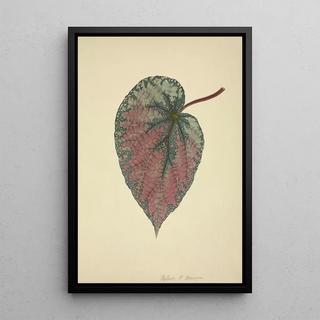 George De Alwis - Mon Jardin a Ceylan Pl165.webp