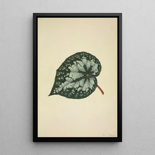 George De Alwis - Mon Jardin a Ceylan Pl170.webp
