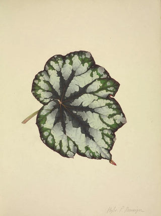George De Alwis - Mon Jardin a Ceylan Pl182.webp