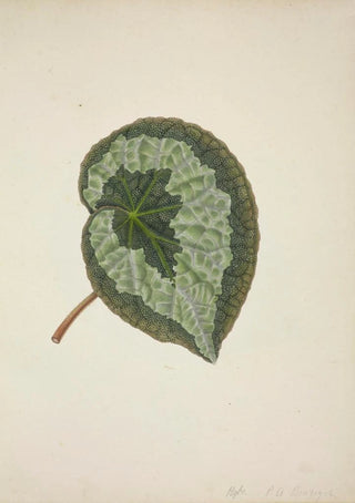 George De Alwis - Mon Jardin a Ceylan Pl183.webp