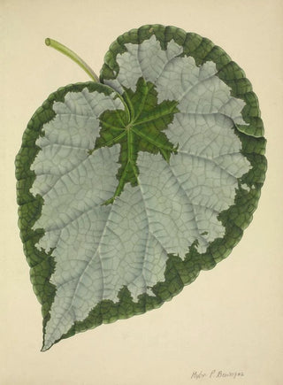 George De Alwis - Mon Jardin a Ceylan Pl186.webp