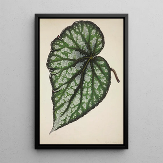 George De Alwis - Mon Jardin a Ceylan Pl187.webp