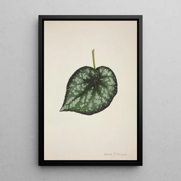 George De Alwis - Mon Jardin a Ceylan Pl189.webp