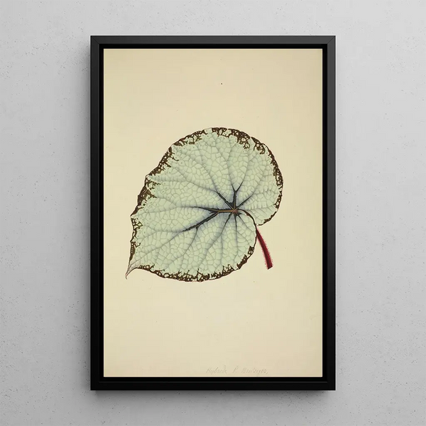 George De Alwis - Mon Jardin a Ceylan Pl195.webp