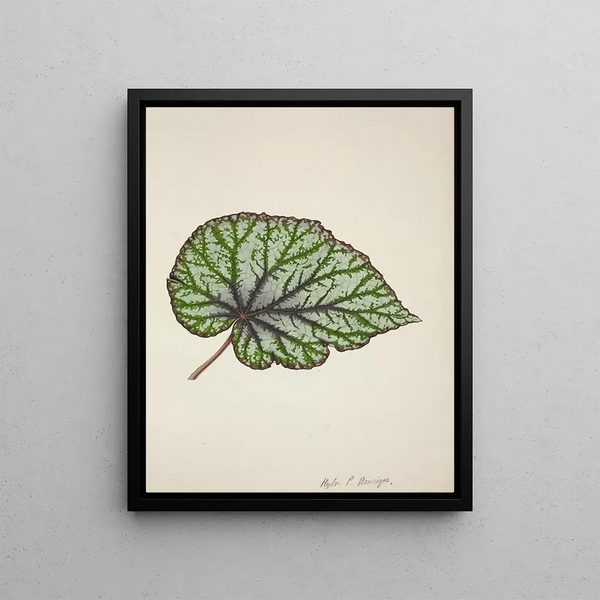 George De Alwis - Mon Jardin a Ceylan Pl213.webp