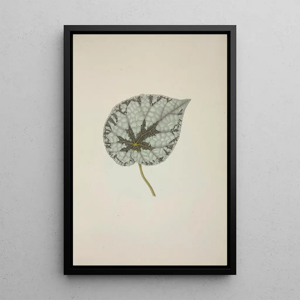 George De Alwis - Mon Jardin a Ceylan Pl229.webp