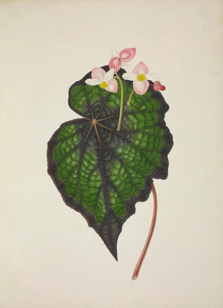 George De Alwis - Mon Jardin a Ceylan Pl234.webp