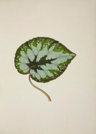 George De Alwis - Mon Jardin a Ceylan Pl245.webp