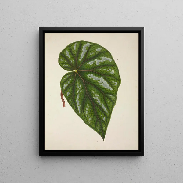 George De Alwis - Mon Jardin a Ceylan Pl248.webp