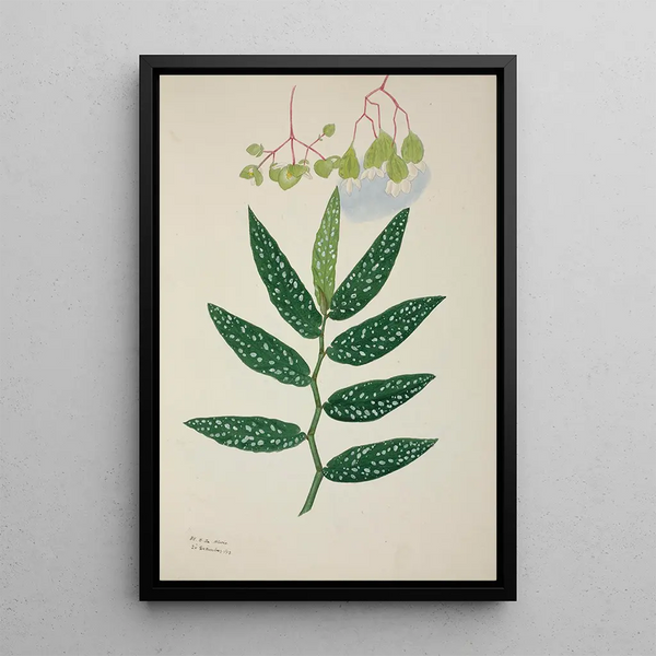 George De Alwis - Mon Jardin a Ceylan Pl258.webp