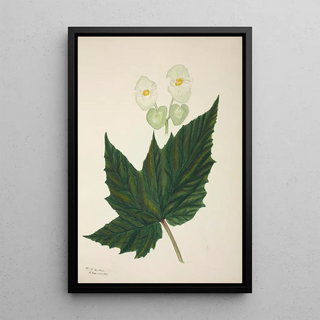 George De Alwis - Mon Jardin a Ceylan Pl267.webp