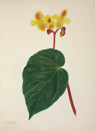 George De Alwis - Mon Jardin a Ceylan Pl268.webp