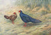 Kaleege Edwarda - George Edward Lodge — widok dzieła