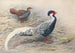 Kaleege srebrny z Hainan - George Edward Lodge — widok dzieła