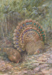 Faworyt Paw Malajski - George Edward Lodge — widok dzieła