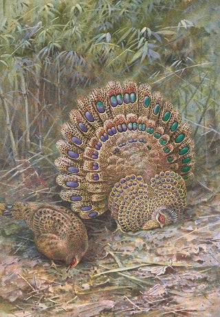 George Edward Lodge - Malay Peacock Pheasant.webp