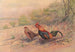 Coq bankiva - George Edward Lodge — widok dzieła