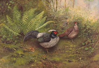 George Edward Lodge - WhiteCrested Kaleege.webp