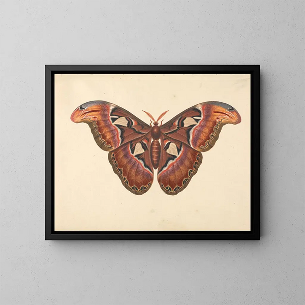 Papillon Atlas - George Edwards — oprawiony obraz na ścianie