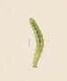 Aquarelle d'entomologie Pl. 002 - George Hudson — widok dzieła