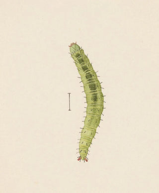 George Hudson - Entomology watercolour Pl002.webp