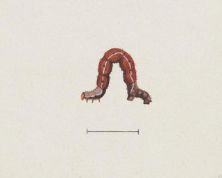 Aquarelle d'entomologie Pl003 - George Hudson — widok dzieła