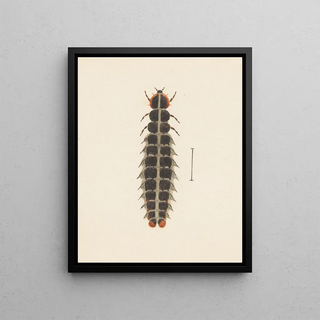 George Hudson - Entomology watercolour Pl010.webp