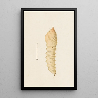 George Hudson - Entomology watercolour Pl011.webp