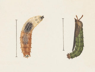 Aquarelle d'entomologie Pl012 - George Hudson — widok dzieła