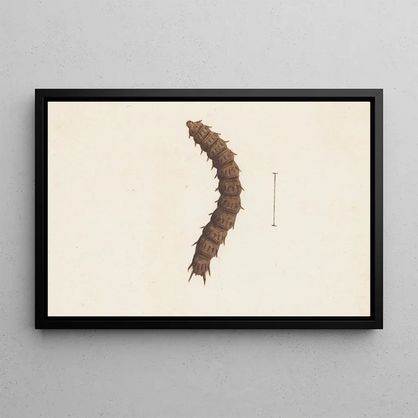 George Hudson - Entomology watercolour Pl016.webp