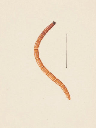 George Hudson - Entomology watercolour Pl017.webp