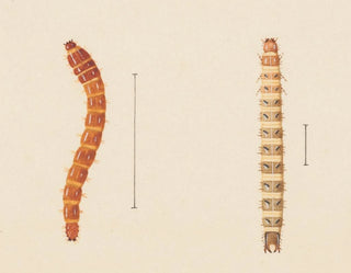 Aquarelle d'entomologie Pl018 - George Hudson — widok dzieła