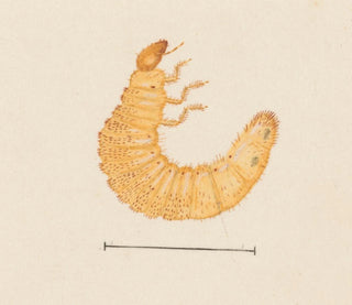 Aquarelle d'entomologie Pl022 - George Hudson — widok dzieła