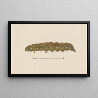 George Hudson - Entomology watercolour Pl028.webp