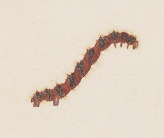 Aquarelle d'entomologie Pl031 - George Hudson — widok dzieła