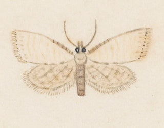 Aquarelle d'entomologie Pl036 - George Hudson — widok dzieła