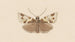 Entomologia akwarela Pl040 - George Hudson — widok dzieła