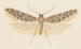 Entomologia akwarela Pl041 - George Hudson — widok dzieła