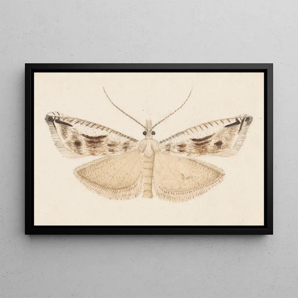 George Hudson - Entomology watercolour Pl043.webp