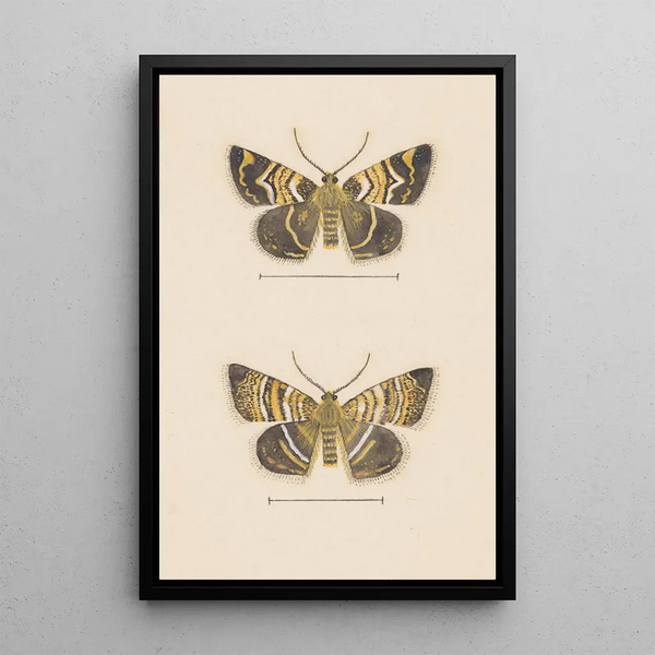 George Hudson - Entomology watercolour Pl047.webp