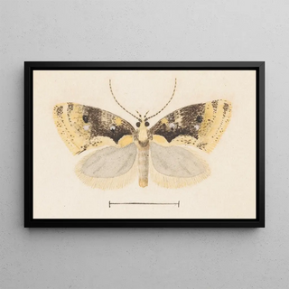 George Hudson - Entomology watercolour Pl051.webp