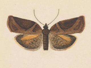 akwarelowy entomologii Pl056 - George Hudson — widok dzieła