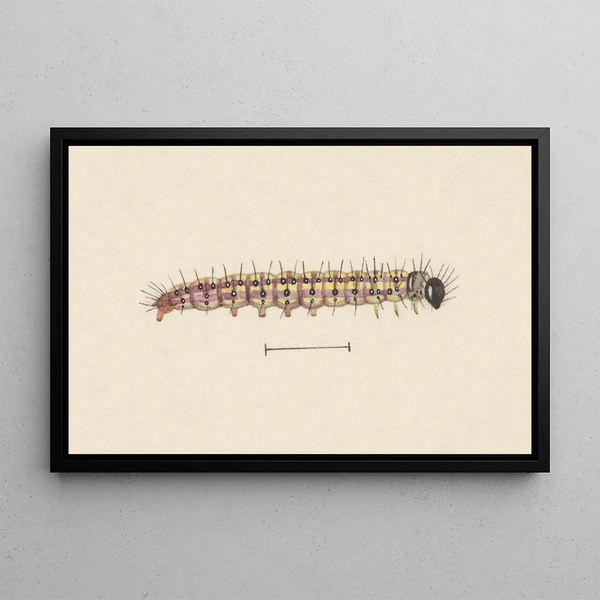George Hudson - Entomology watercolour Pl061.webp