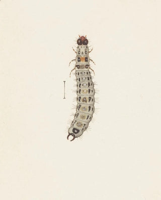 George Hudson - Entomology watercolour Pl065.webp