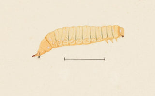 George Hudson - Entomology watercolour Pl067.webp