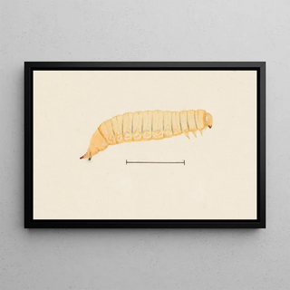 George Hudson - Entomology watercolour Pl067.webp