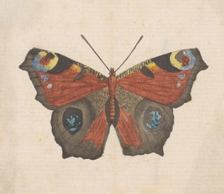 Aquarelle d'entomologie Pl069 - George Hudson — widok dzieła