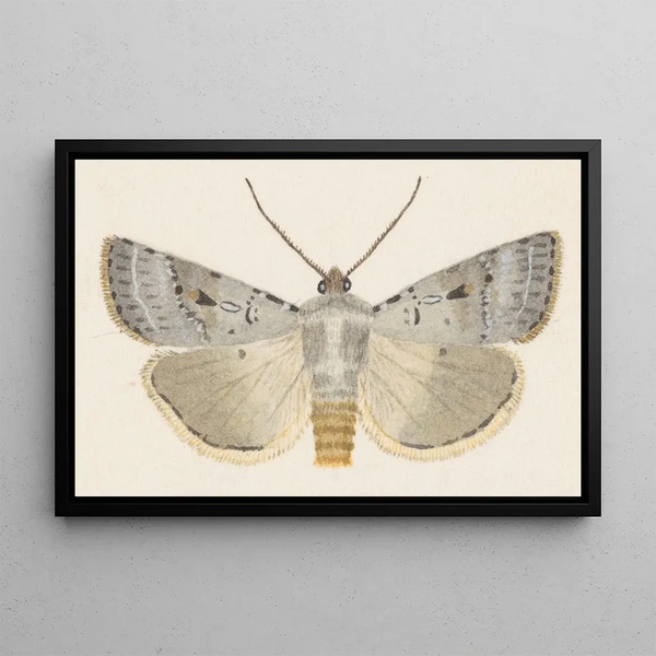 Entomologie aquarelle Pl070 - George Hudson — oprawiony obraz na ścianie