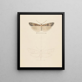 George Hudson - Entomology watercolour Pl074.webp