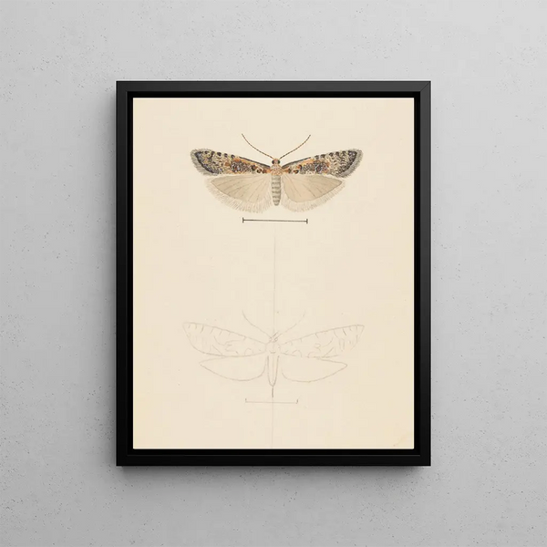 George Hudson - Entomology watercolour Pl074.webp